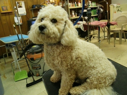 colleens canine clippers in Woodbridge Township City, New Jersey, United States - #2 Photo of Point of interest, Establishment