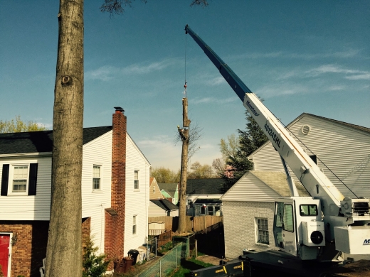 Bergenfield Tree Service, LLC in Bergenfield City, New Jersey, United States - #3 Photo of Point of interest, Establishment