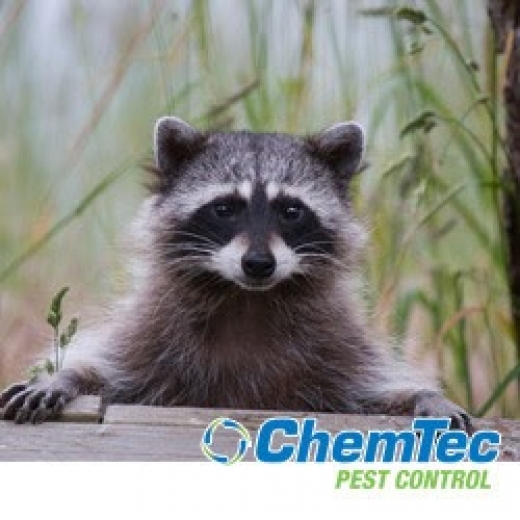 Photo by <br />
<b>Notice</b>:  Undefined index: user in <b>/home/www/activeuser/data/www/vaplace.com/core/views/default/photos.php</b> on line <b>128</b><br />
. Picture for ChemTec Pest Control in Saddle Brook City, New Jersey, United States - Point of interest, Establishment, Store, Home goods store