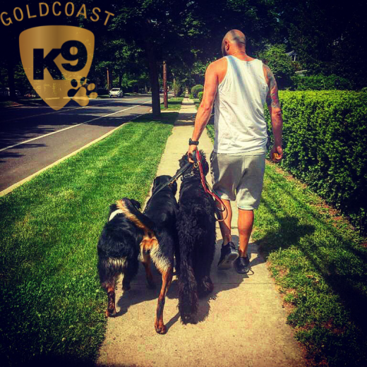 Gold Coast K-9 Inc in Glen Cove City, New York, United States - #2 Photo of Point of interest, Establishment