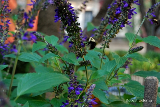 Clinton Community Garden in New York City, New York, United States - #3 Photo of Point of interest, Establishment, Park