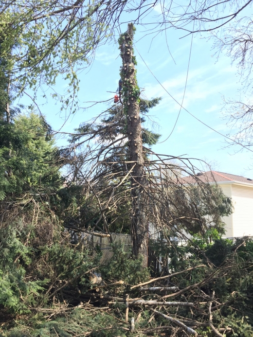 Photo by Mike Cafaro for Amboy Tree Service