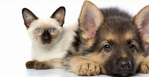 Photo by Pawing Cats and Dogs for Pawing Cats and Dogs
