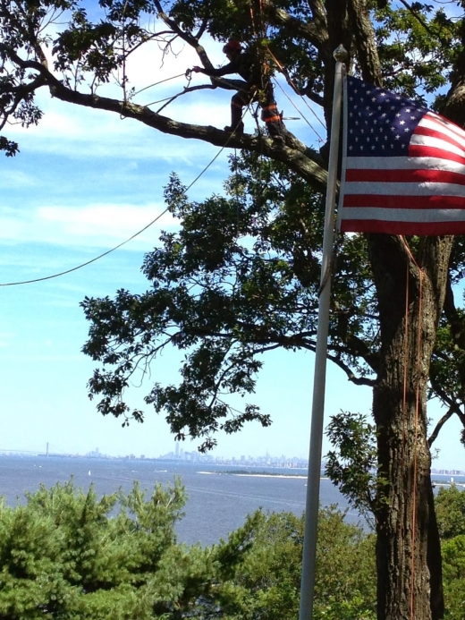 Hufngel Tree Service - Atlantic Highlands, NJ in Atlantic Highlands City, New Jersey, United States - #2 Photo of Point of interest, Establishment