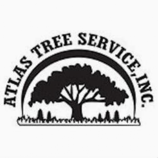 Atlas Tree Service Inc. in New Rochelle City, New York, United States - #2 Photo of Point of interest, Establishment