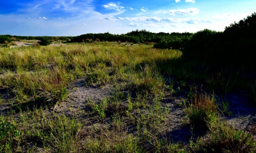 Photo by Galen Oettel for Breezy Point Tip (Gateway National Recreation Area)