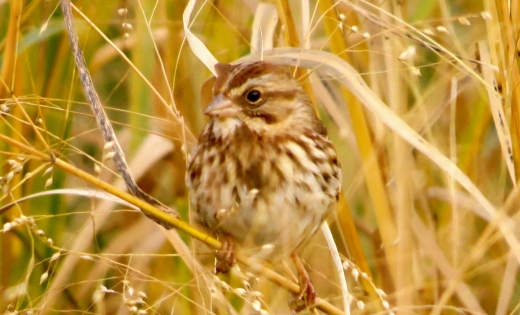 Photo by <br />
<b>Notice</b>:  Undefined index: user in <b>/home/www/activeuser/data/www/vaplace.com/core/views/default/photos.php</b> on line <b>128</b><br />
. Picture for Salt Marsh Nature Center in Brooklyn City, New York, United States - Point of interest, Establishment, Park