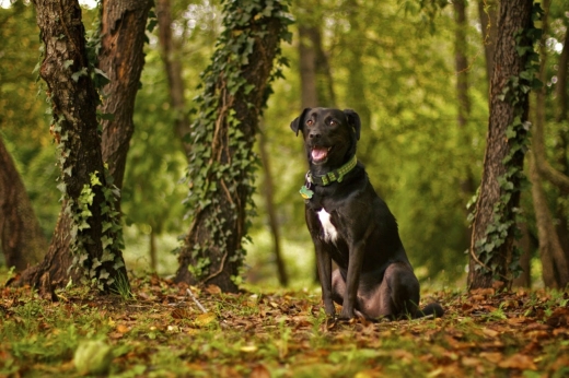 Paws Place Dog Park in New Rochelle City, New York, United States - #3 Photo of Point of interest, Establishment, Park