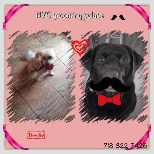 Photo by <br />
<b>Notice</b>:  Undefined index: user in <b>/home/www/activeuser/data/www/vaplace.com/core/views/default/photos.php</b> on line <b>128</b><br />
. Picture for NYC Grooming Palace in Howard Beach City, New York, United States - Point of interest, Establishment
