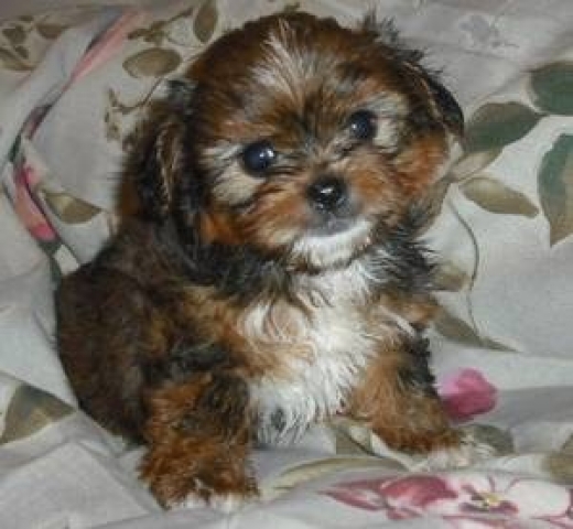 Shorkie Puppies in Newark City, New Jersey, United States - #3 Photo of Point of interest, Establishment