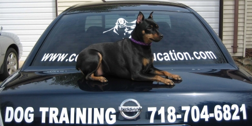Confident K9 Education in Kings County City, New York, United States - #2 Photo of Point of interest, Establishment