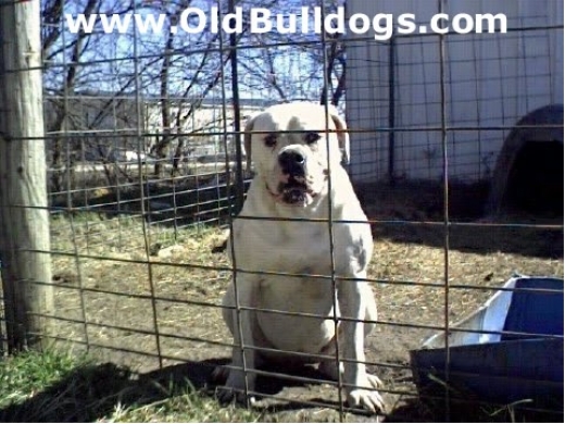 Photo by <br />
<b>Notice</b>:  Undefined index: user in <b>/home/www/activeuser/data/www/vaplace.com/core/views/default/photos.php</b> on line <b>128</b><br />
. Picture for OLD RED ENGLISH BULLDOGS KENNEL INC. in New York City, New York, United States - Point of interest, Establishment, Store, Pet store