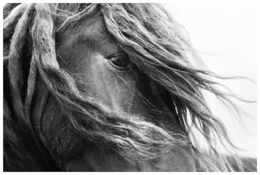 Photo by The Wild horses of Sable Island for The Wild horses of Sable Island