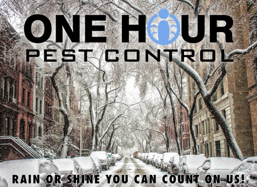 One Hour Pest Control in New York City, New York, United States - #4 Photo of Point of interest, Establishment, Store, Home goods store