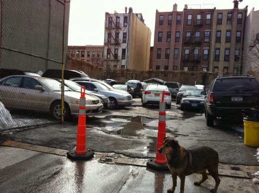 PARKOLOGY in New York City, New York, United States - #1 Photo of Point of interest, Establishment, Parking