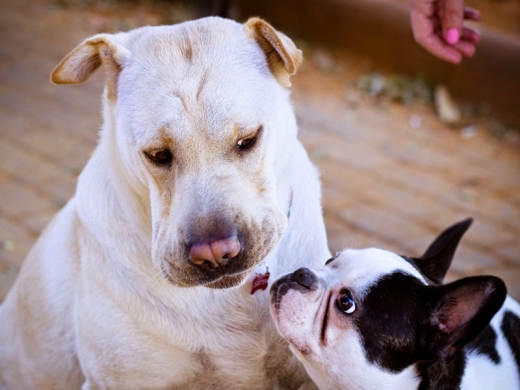 Main Street Pet Pals in West Orange City, New Jersey, United States - #2 Photo of Point of interest, Establishment