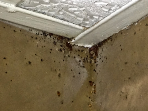 Photo by <br />
<b>Notice</b>:  Undefined index: user in <b>/home/www/activeuser/data/www/vaplace.com/core/views/default/photos.php</b> on line <b>128</b><br />
. Picture for The Bed Bug Inspectors in Baldwin City, New York, United States - Point of interest, Establishment, Store, Home goods store