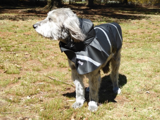 Photo by <br />
<b>Notice</b>:  Undefined index: user in <b>/home/www/activeuser/data/www/vaplace.com/core/views/default/photos.php</b> on line <b>128</b><br />
. Picture for Doggie Rain Jacket in Garden City, New York, United States - Point of interest, Establishment