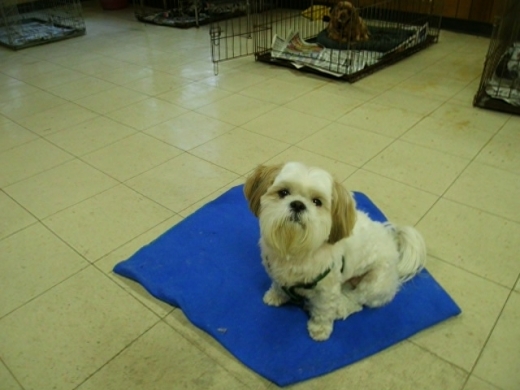 Photo by <br />
<b>Notice</b>:  Undefined index: user in <b>/home/www/activeuser/data/www/vaplace.com/core/views/default/photos.php</b> on line <b>128</b><br />
. Picture for colleens canine clippers in Woodbridge Township City, New Jersey, United States - Point of interest, Establishment