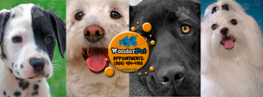 Wonder Pet Grooming in Linden City, New Jersey, United States - #1 Photo of Point of interest, Establishment
