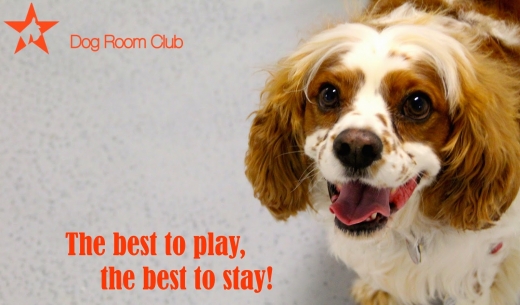 Photo by <br />
<b>Notice</b>:  Undefined index: user in <b>/home/www/activeuser/data/www/vaplace.com/core/views/default/photos.php</b> on line <b>128</b><br />
. Picture for Dog Room Club | Dog DayCare in New York City, New York, United States - Point of interest, Establishment, Store